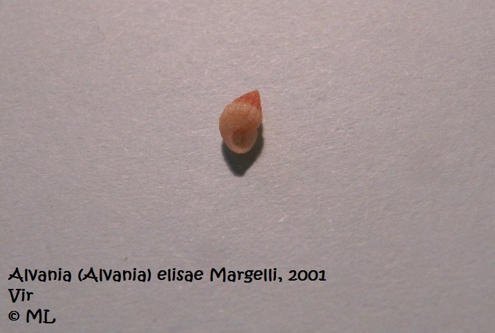 Datei:Alvania (Alvania) elisae Margelli, 2001 100617 01.jpg