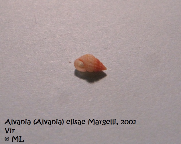Datei:Alvania (Alvania) elisae Margelli, 2001 100617 02.jpg