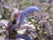 Salvia sclarea Linné, 1753 - Muskateller-Salbei, muškatna kadulja, Fundort: Vrana See. Heilpflanze, Zierpflanze, Essbare Pflanzen in Kroatien