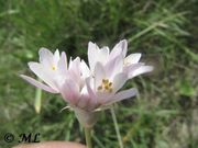 Allium roseum Linné, 1753 - Rosenlauch, rožnati luk. Fundort: Privlaka 04/2014