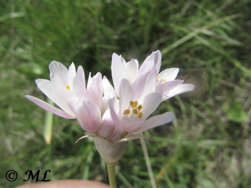Datei:Allium roseum Linné, 1753 Priv 140427 2629.jpg