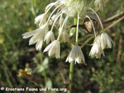 Allium tenuiflorum Tenore, 1842 – (Zartblütiger) Lauch, nježnocvjetni luk. Fundort: Otok Vir 06/2013 Essbare Pflanze. Heilpflanze