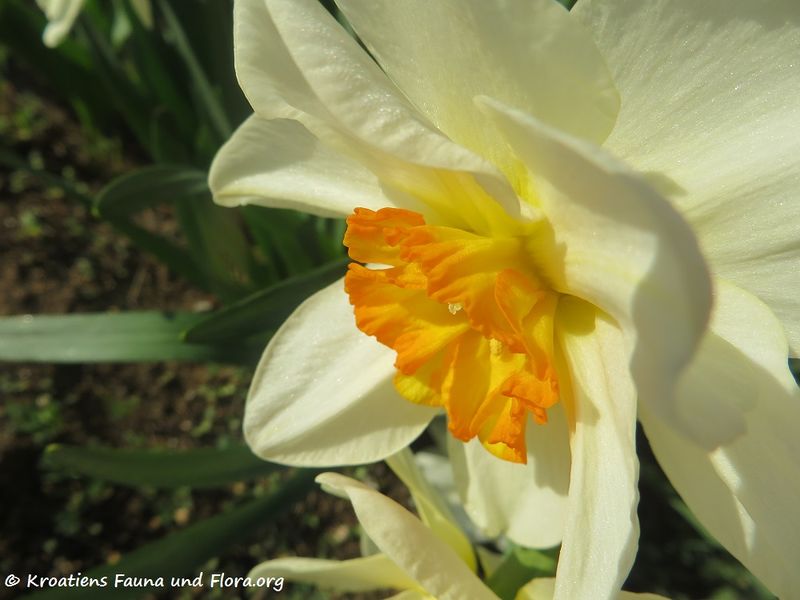 Datei:Narcissus pseudonarcissus Linné, 1758 Vir 170321 5953.jpg