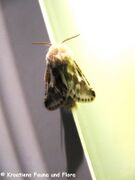 ♂ , Otok Vir 05/2014