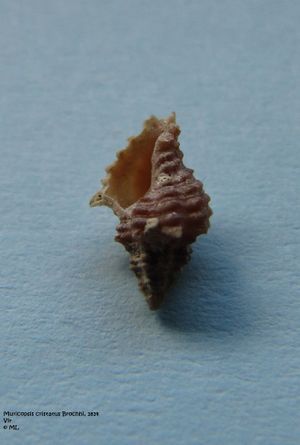 Muricopsis cristatus Brochhi, 1814, Vir 090628 06.jpg