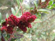 Mastixbaum, tršlja. Fundort: ♂ Blüten, Vir 04/2015, Heilpflanze, Essbare Pflanze , Baum
