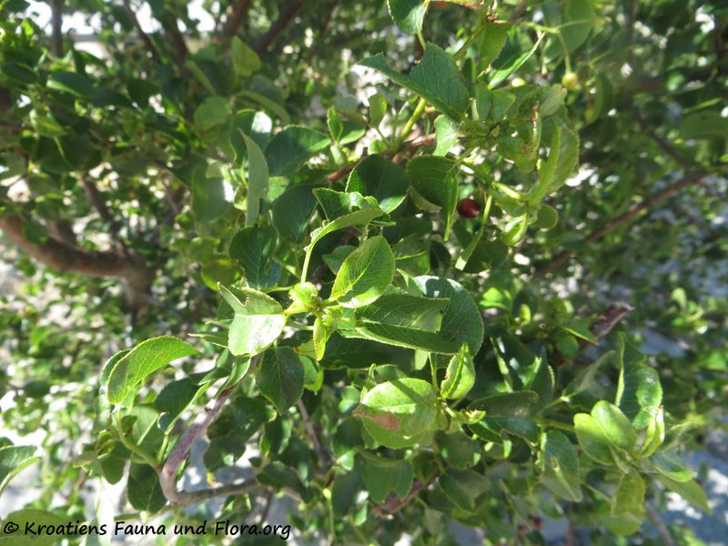 Datei:Prunus mahaleb Linné, 1753 Kam 200529 809.JPG