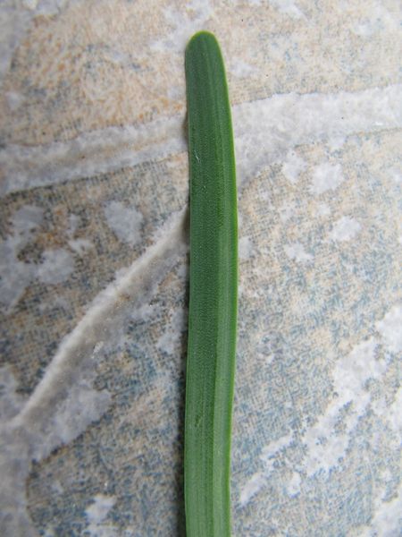 Datei:Allium incensiodorum Radić, 1994 Vir 130907 4096.jpg