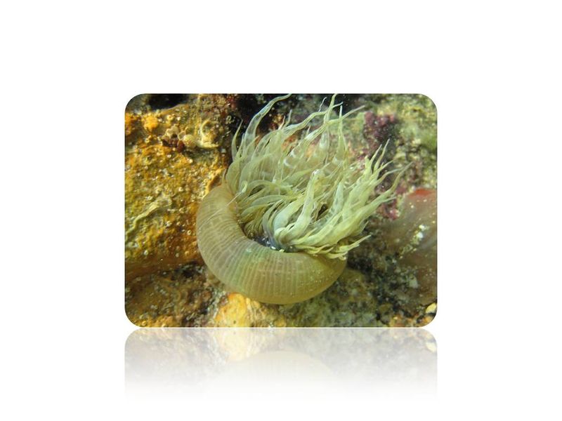 Datei:Wiki Cnidaria.jpg