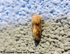♂ , Otok Vir 05/2020