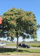 Ailanthus altissima (Miller) Swingle, 1916 - Götterbaum, pajasen. Fundort: Österreich-Spielfeld. Invasive Pflanze, Giftpflanze