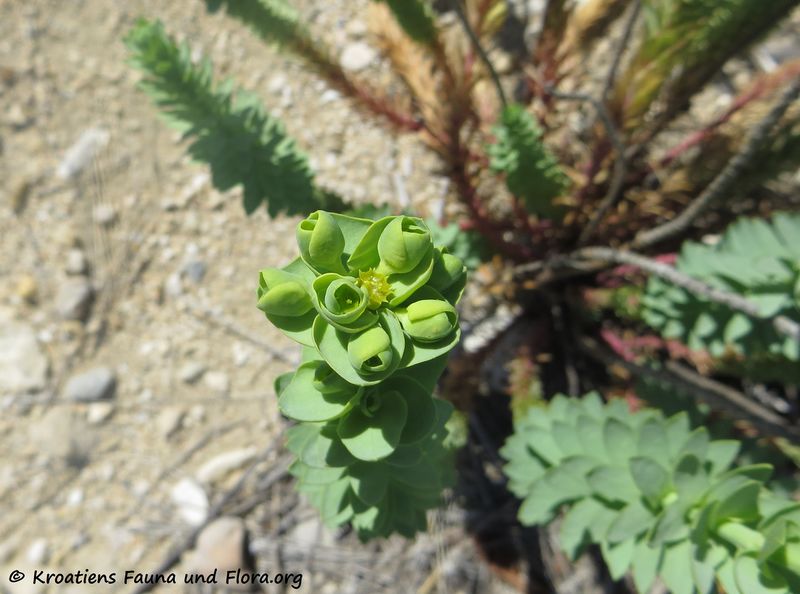 Datei:Euphorbia paralias Linné, 1753 Ždri 170510 7541 d.jpg