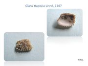 Glans trapezia Linné, 1767, Fundort: Otok Vir 05/2011, Meerestier