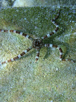Ophioderma longicauda Bruzelius, 1805 Vir 120911 2262 2.JPG