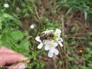 Alliaria petiolata Cavara & Grande, 1913 - Knoblauchs-Rauke,ljekovita češnjača. Fundort: Polača 04/2018, Heilpflanze, Essbare Pflanze