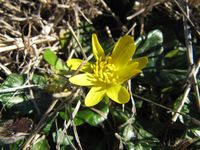 Ficaria verna Hudson, 1762 - Frühlings - Scharbockskraut, zlatica. Fundort: Murvica 02/2016. Heilpflanze, Giftpflanze , Zierpflanze, Essbare Pflanze