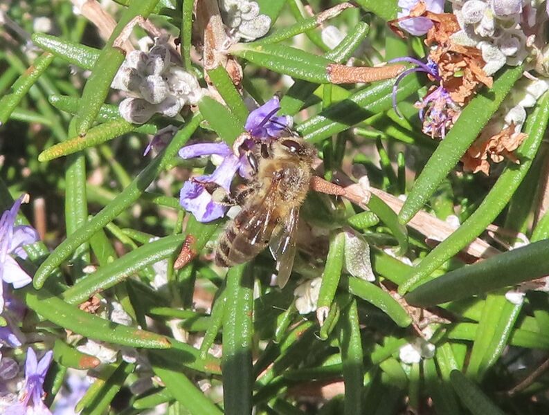 Datei:Apis mellifera Vir 240202 4699 DD.JPG