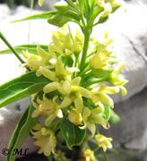 Vincetoxicum hirundinaria subsp. adriaticum (Beck) Markgraf, 1971 - Adriatische Schwalbenwurz, ]jadranski lastavičnjak]. Fundort: Vir, Heilpflanze