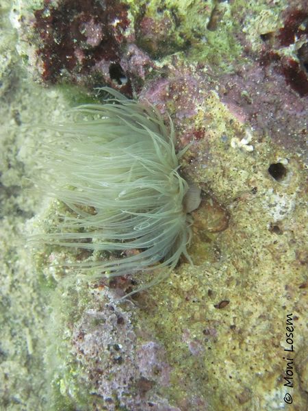 Datei:Aiptasia diaphana Rapp, 1829 Vrsi 150902 1807.jpg