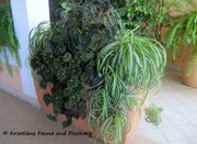 l Chlorophytum comosum (Thunberg) Jacques, 1862 - Grünlilie, zeleni ljiljan. Fundort: Posedarje 08/2016, Invasive Pflanze , Zierpflanze