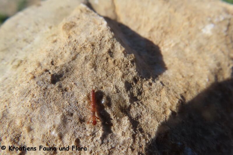 Datei:Haploembia solieri Rambur, 1842 241029 3984.JPG