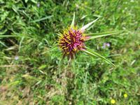 Tragopogon porrifolius Linné, 1753 - Haferwurzel, lukasta kozja brada. Fundort: Otok Vir 05/2013, Essbare Pflanze, Heilpflanze, Zierpflanze