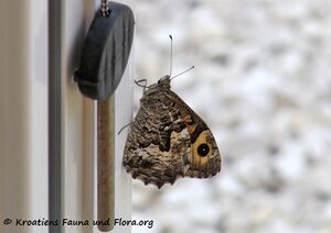 Hipparchia semele Linné, 1758 Vir 160619 8925 k.jpg