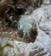 210116 Sepiola rondeleti Bibinje 2.jpg