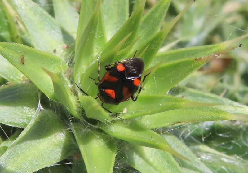 Datei:Deraeocoris schach Fabricius, 1781 Vir 250526 8695 D.JPG