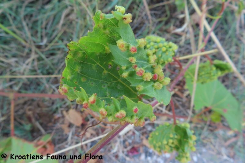 Datei:Colomerus vitis Pagenstecher, 1857 Vir 240712 8454.JPG