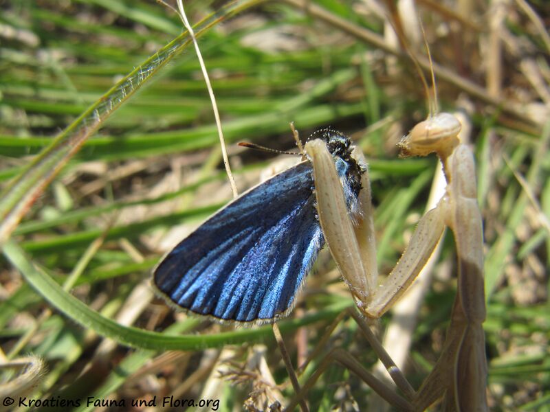 Datei:Mantis religiosa Linné, 1758 Fre Vir 140809 5262.jpg