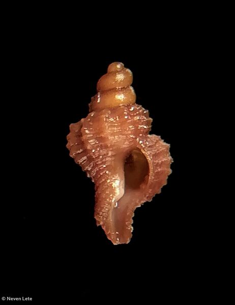 Datei:241130 Neven Lete Hexaplex trunculus 1.jpg