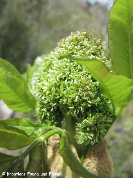 Datei:Fraxinus ornus Linné, 1753 Blü 2 RuDr 140324 1022.JPG