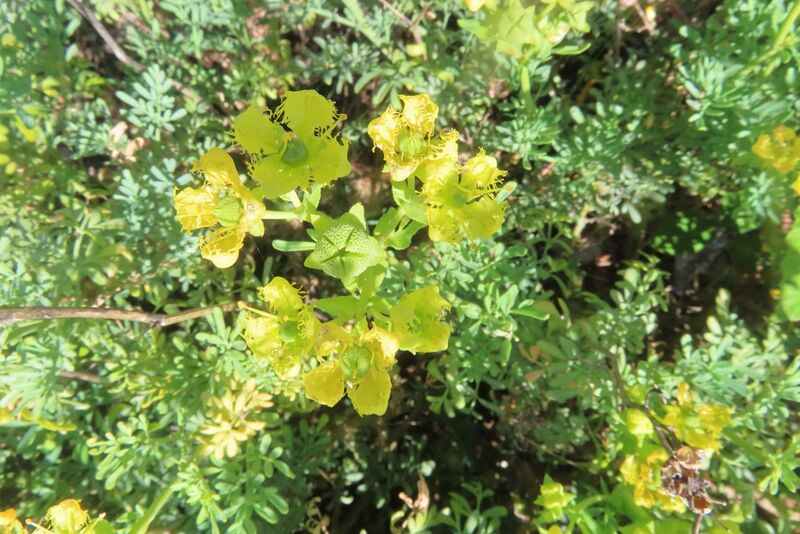 Datei:Ruta chalepensis Linné, 1753 Vir 250511 8478.JPG