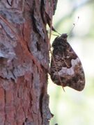 Otok Vir 09/2012, sitzender Falter verschmilzt mit der Rinde