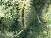 Pinna nobilis Linné, 1758 - Edle Steckmuschel, periska. Fundort: Vir 09/2012, Meerestier, Endemisches Tier im Mittelmeer, Gefährdetes Tier, Streng geschütztes Tier