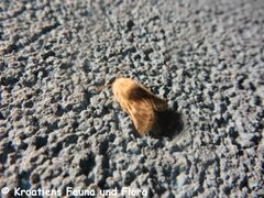 ♂ , Otok Vir 05/2018