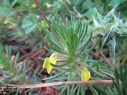 Gelber Günsel, žuta ivica, Fundort: Vir, Heilpflanze