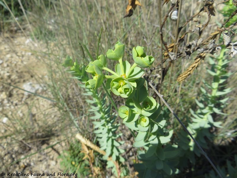 Datei:Euphorbia paralias Linné, 1753 Ždri 170510 7543.jpg