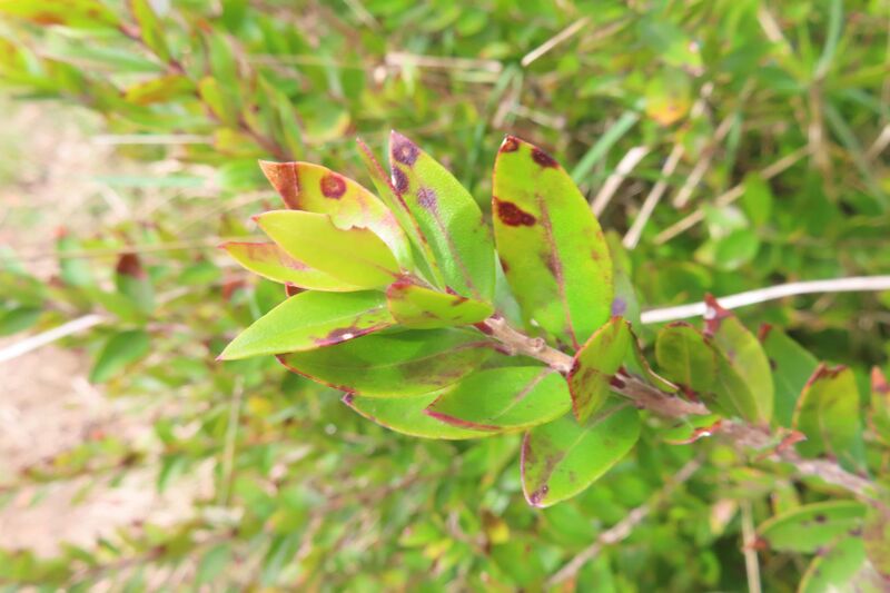 Datei:Myrtus communis Vir 240301 6915 K.JPG