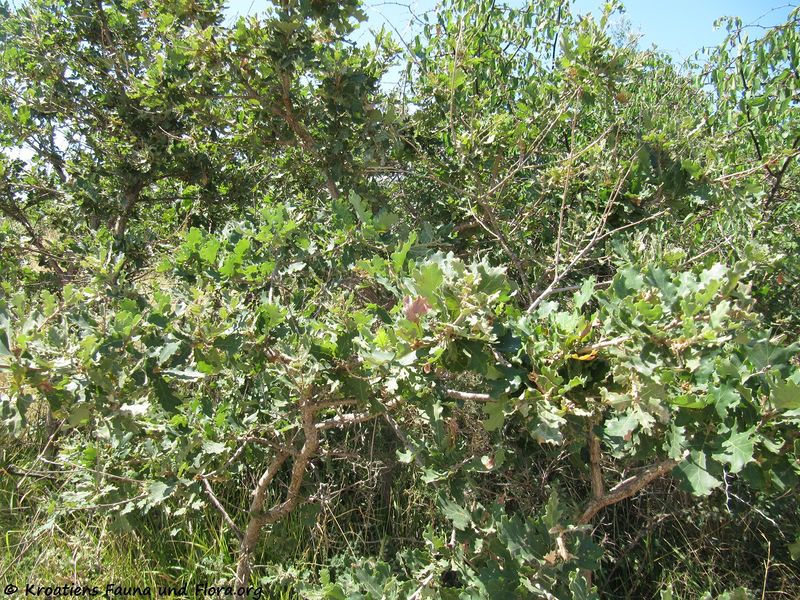 Datei:Quercus pubescens Willdenow, 1796 Hab2 Smo 150730 1444.jpg
