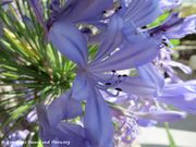 Afrikanische Liebesblume, Afriška lilija. Fundort: Nin 07/2017, Heilpflanze, Giftpflanze , Invasive Pflanze , Zierpflanze