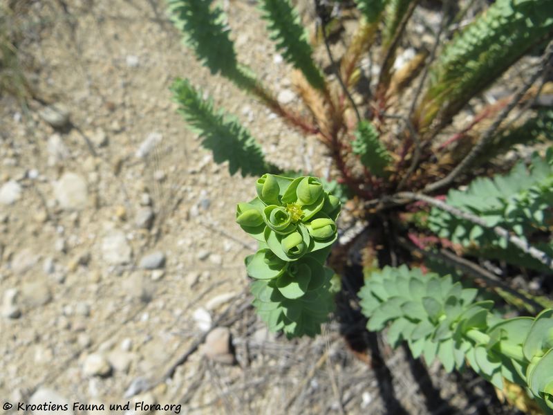 Datei:Euphorbia paralias Linné, 1753 Ždri 170510 7541.jpg
