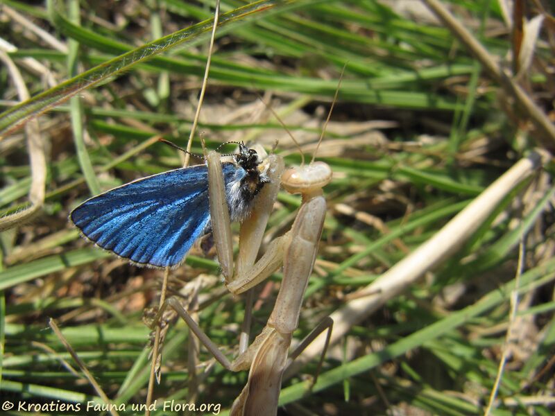 Datei:Mantis religiosa Linné, 1758 Fre Vir 140809 5263.jpg