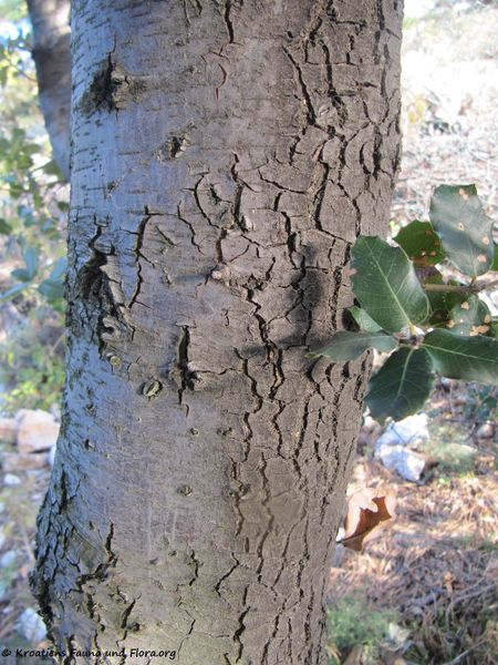 Datei:Quercus ilex Linné, 1753 Senj 131207 7023.jpg