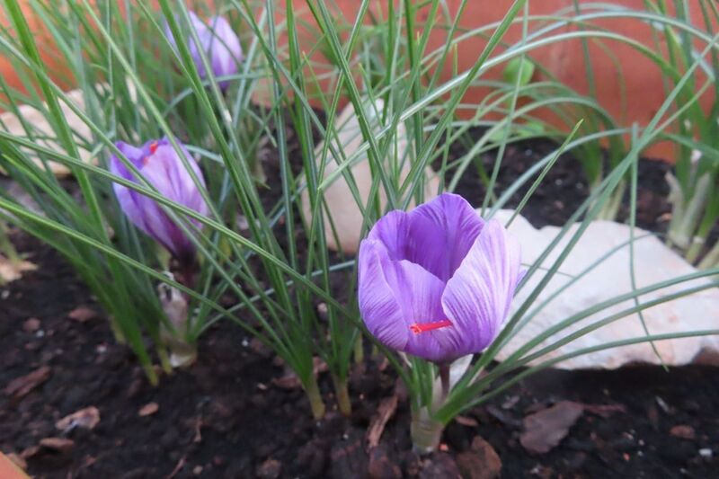 Datei:Crocus sativus Linné, 1753 Vir 241023 3950 K.JPG