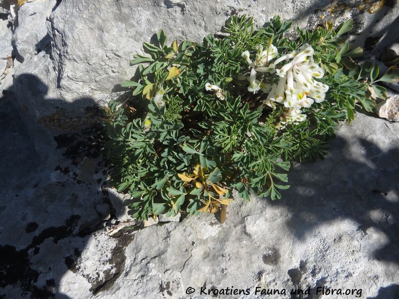 Datei:Pseudofumaria alba subsp. acaulis (Wulfen) Lidén, 1986 190322 0393.jpg