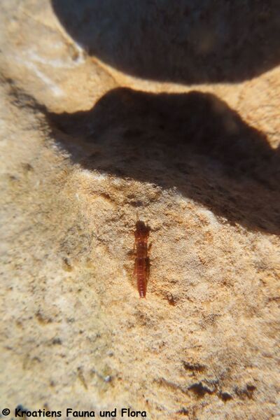 Datei:Haploembia solieri Rambur, 1842 241029 3983.JPG