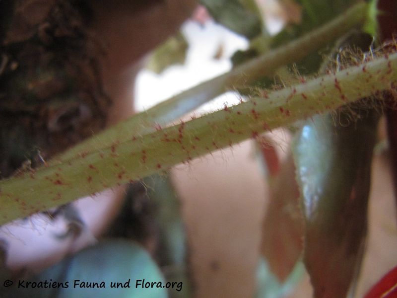 Datei:Begonia sanguinea Raddi, 1820 Pos 160809 9201.jpg