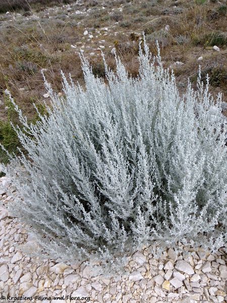Datei:Artemisia caerulescens Linné, 1753 Vrsi 190908 1457.jpg